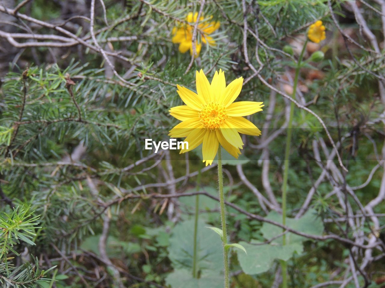 CLOSE-UP OF YELLOW FLOWERING PLANTS