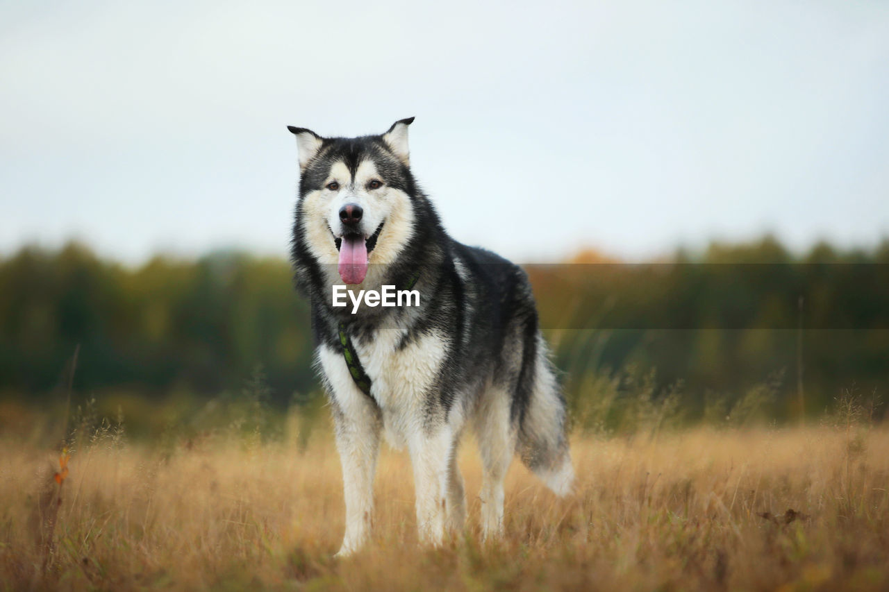 VIEW OF DOG ON FIELD