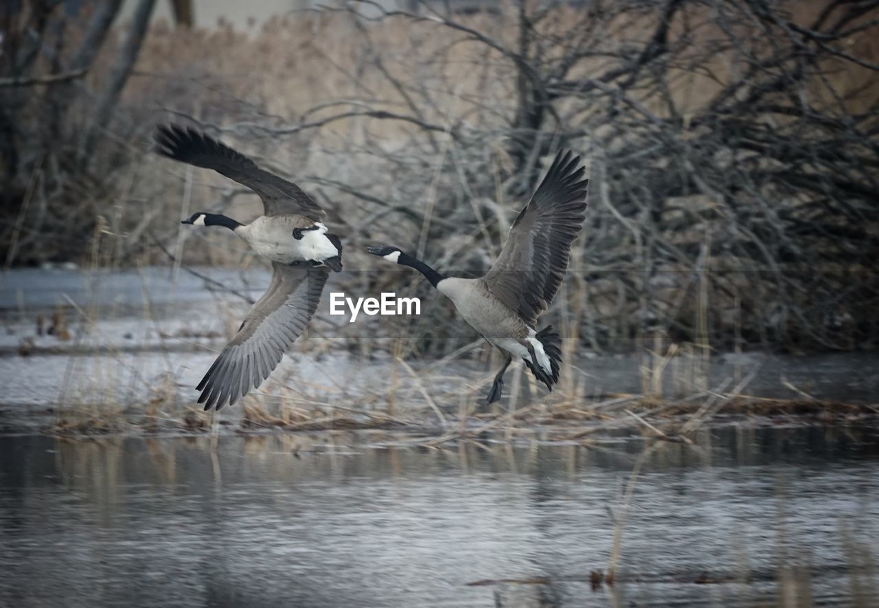 Noisy afternoon fighting for nest space.