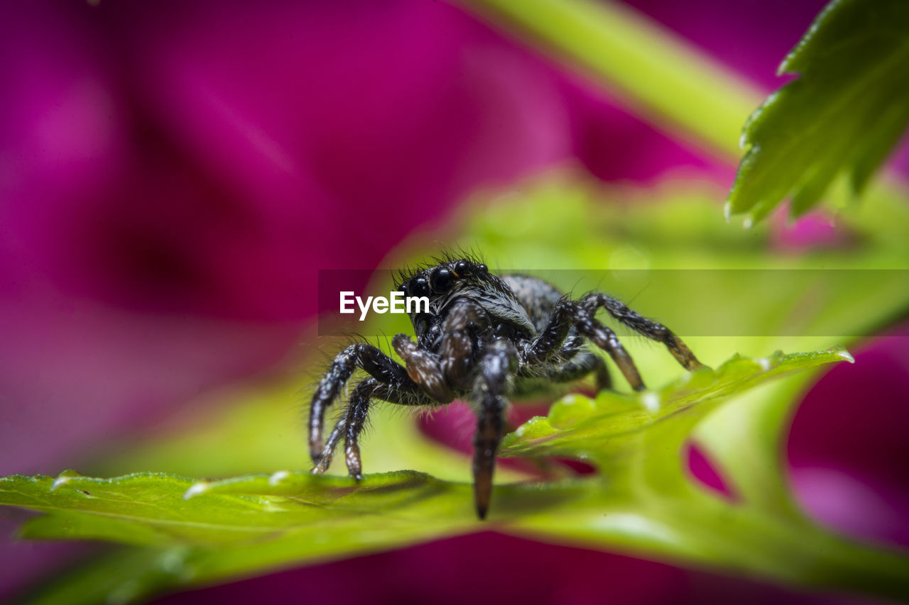 CLOSE-UP OF HONEY BEE POLLINATING ON PURPLE FLOWER