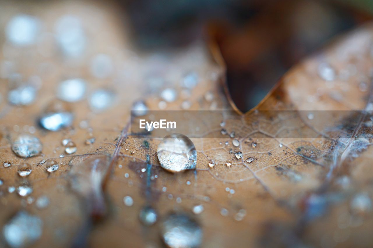 Close-up of raindrops on leaf