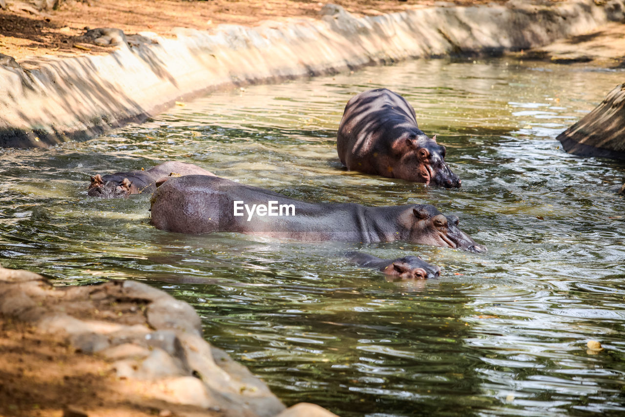 HORSE SWIMMING IN LAKE