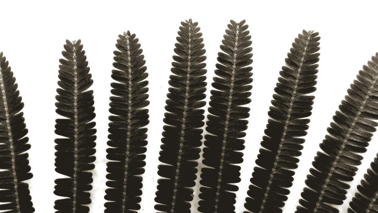 Close-up view of twigs