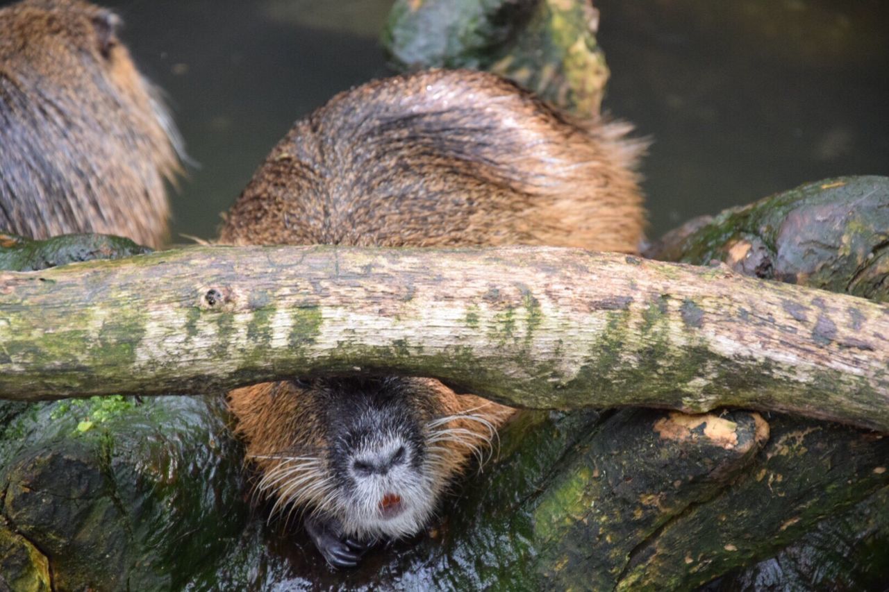 Close-up of beaver