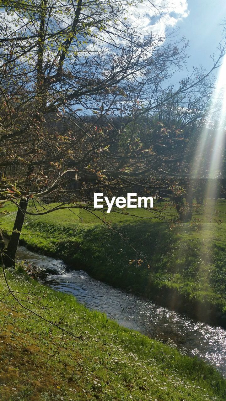 TREES ON GRASSY LANDSCAPE