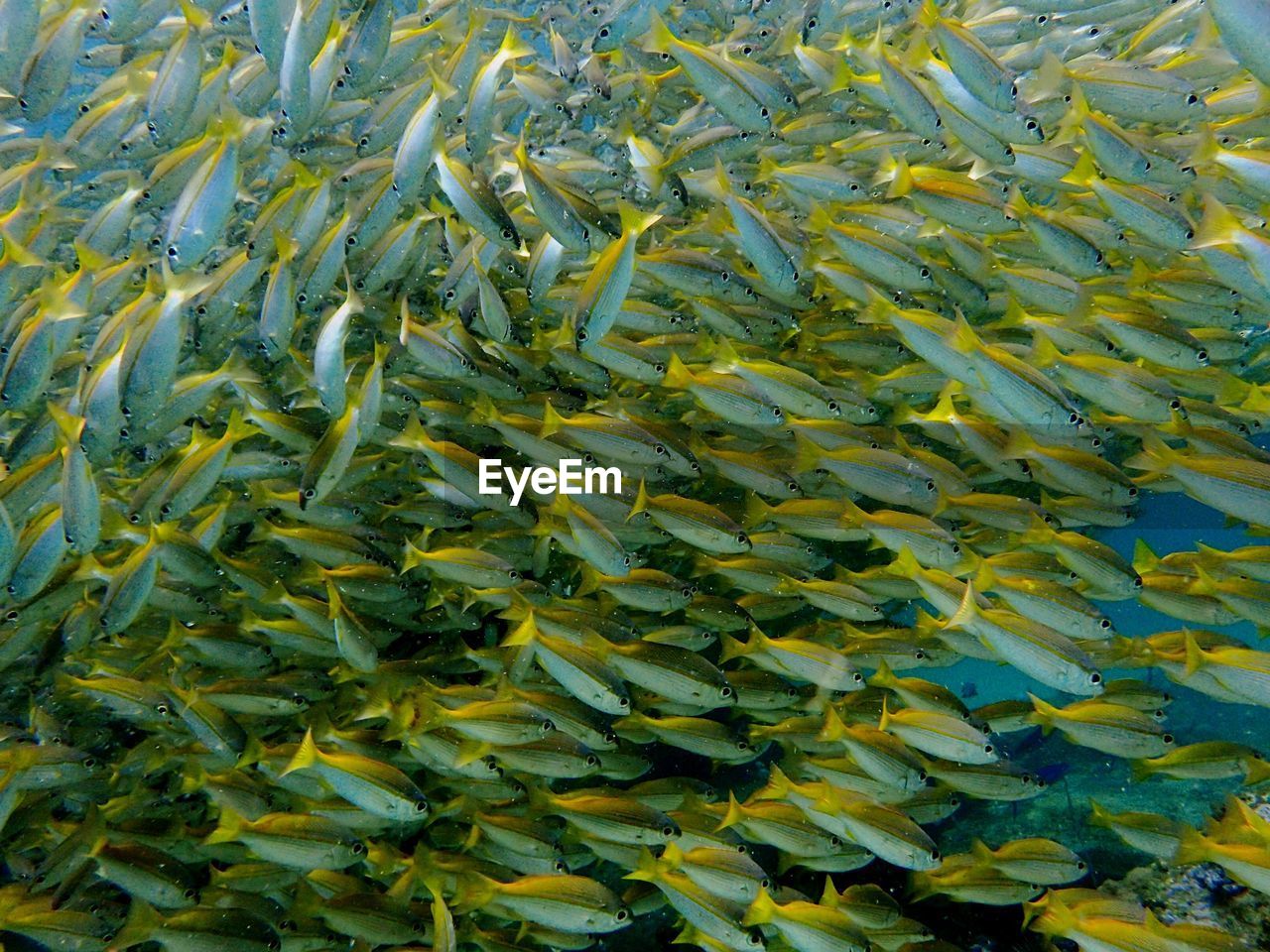 Full frame shot of school of fish swimming in sea