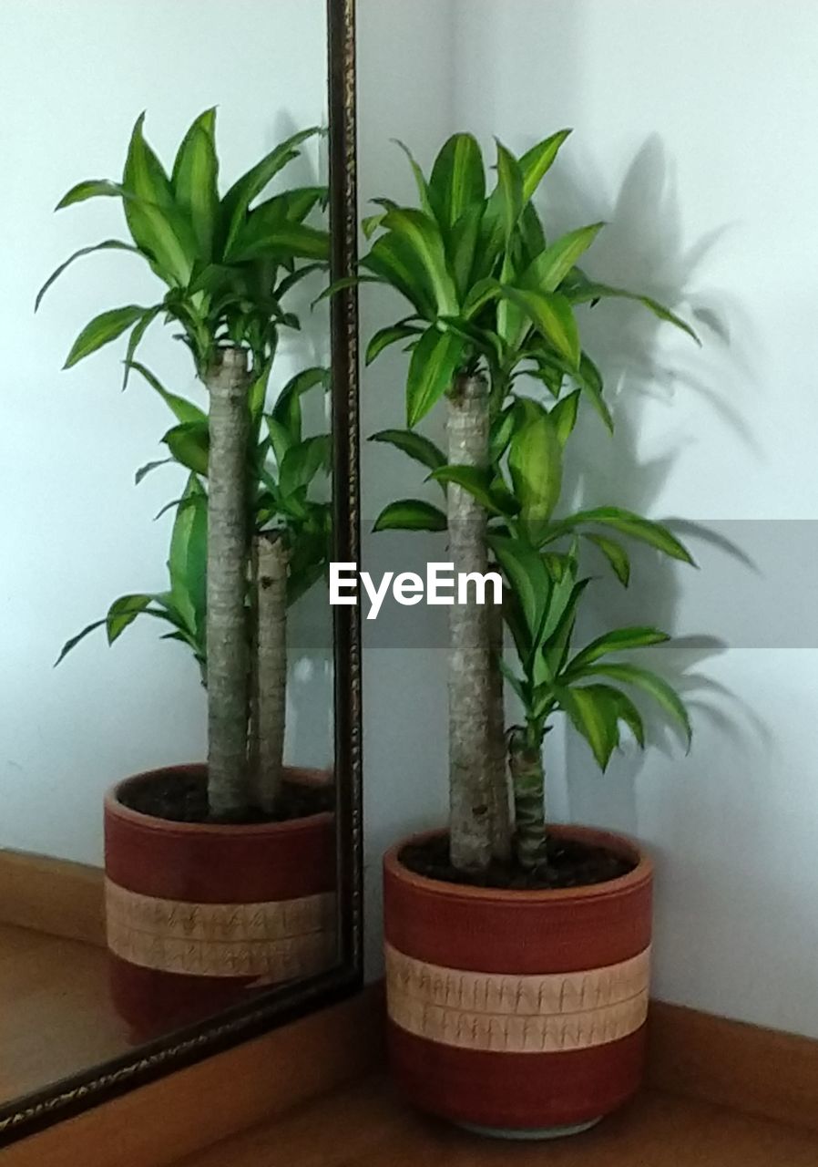 CLOSE-UP OF POTTED PLANT AT HOME