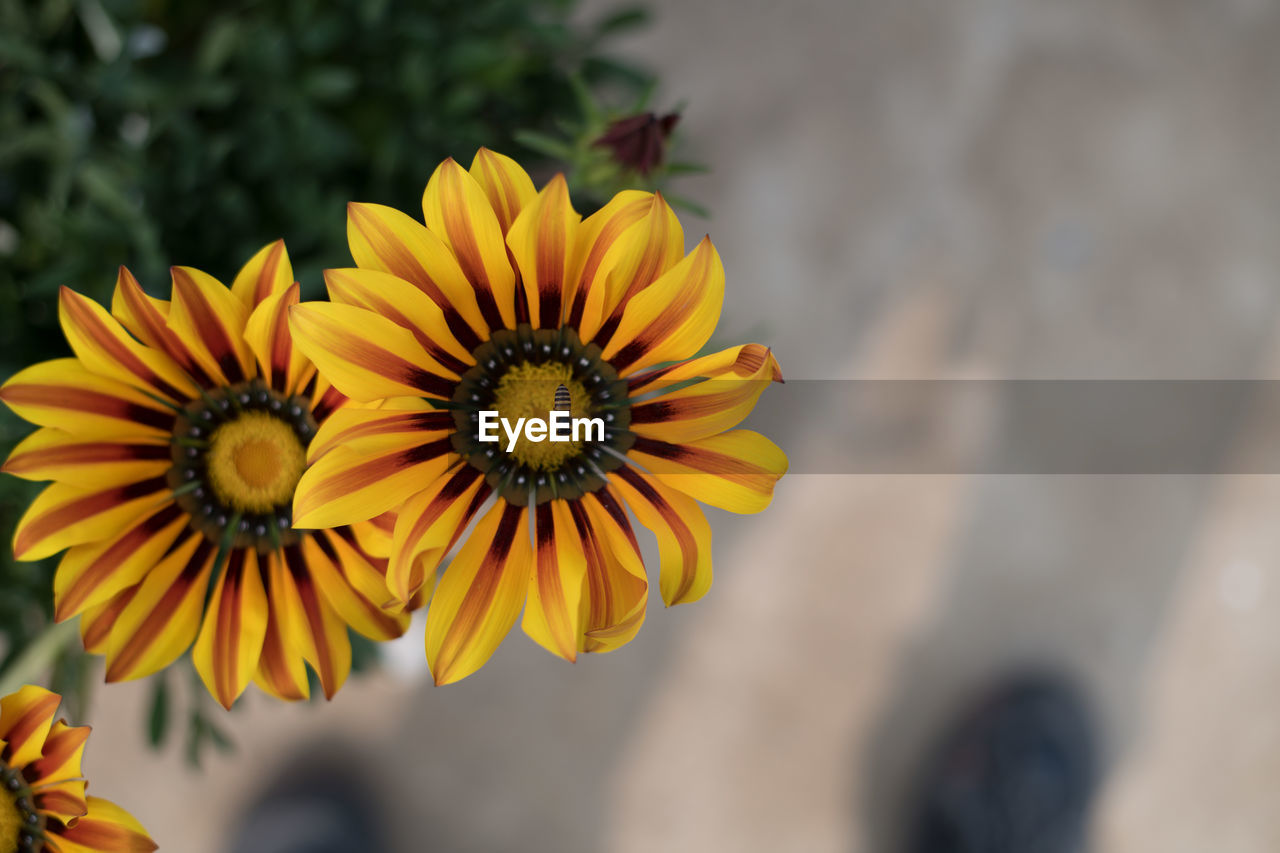 CLOSE-UP OF YELLOW DANDELION