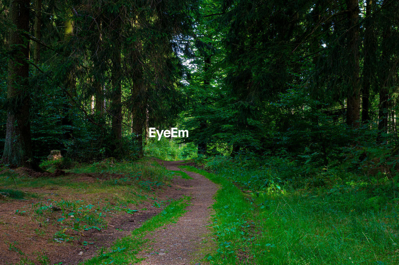 Trail amidst trees in forest