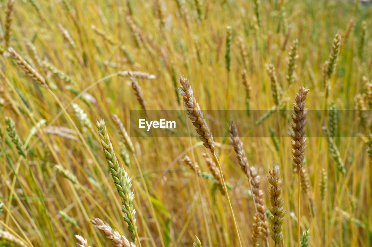 close-up of wheat growing in field