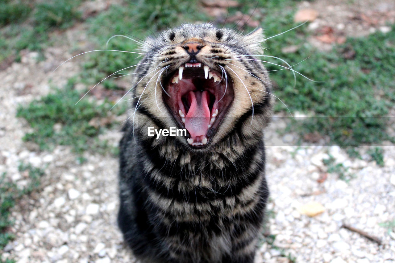 CAT YAWNING