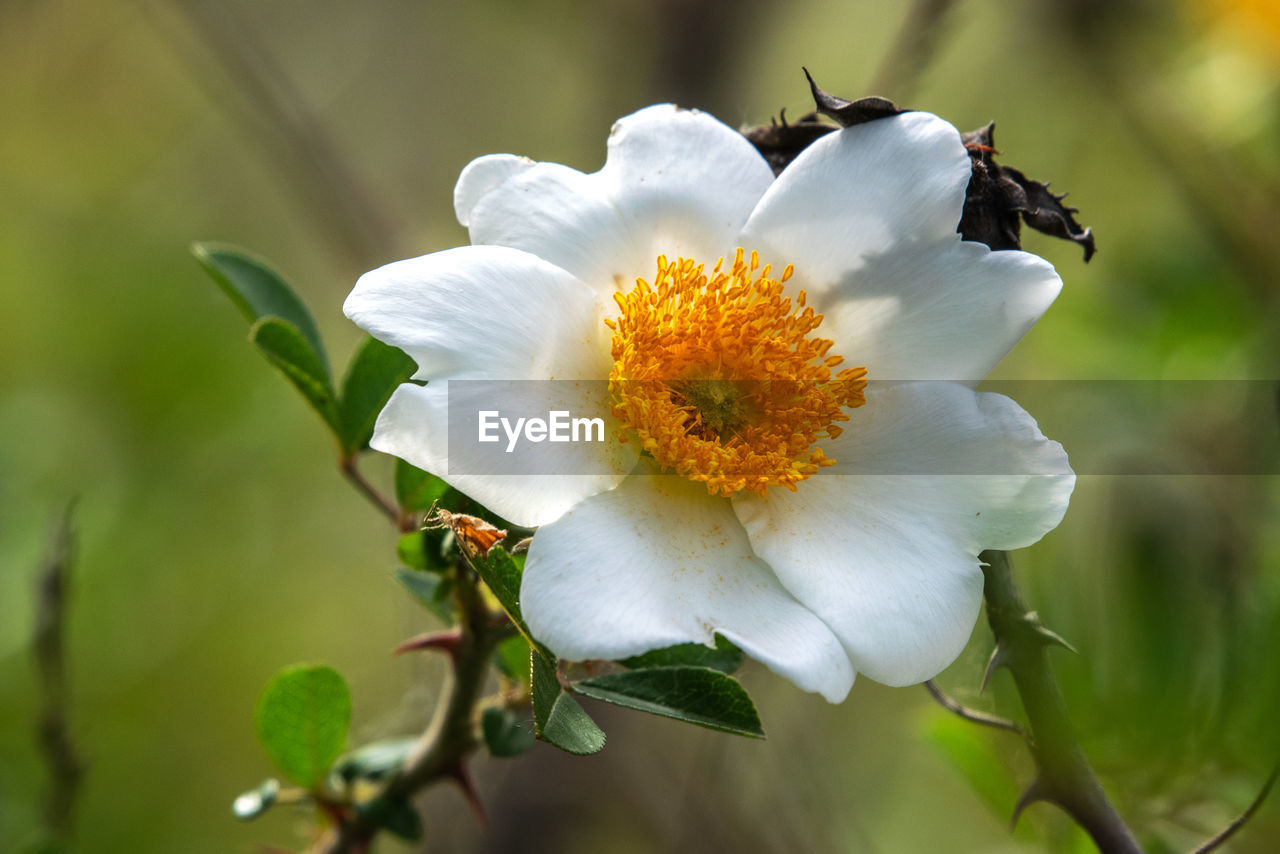 CLOSE-UP OF HONEY BEE ON WHITE FLOWERING PLANT