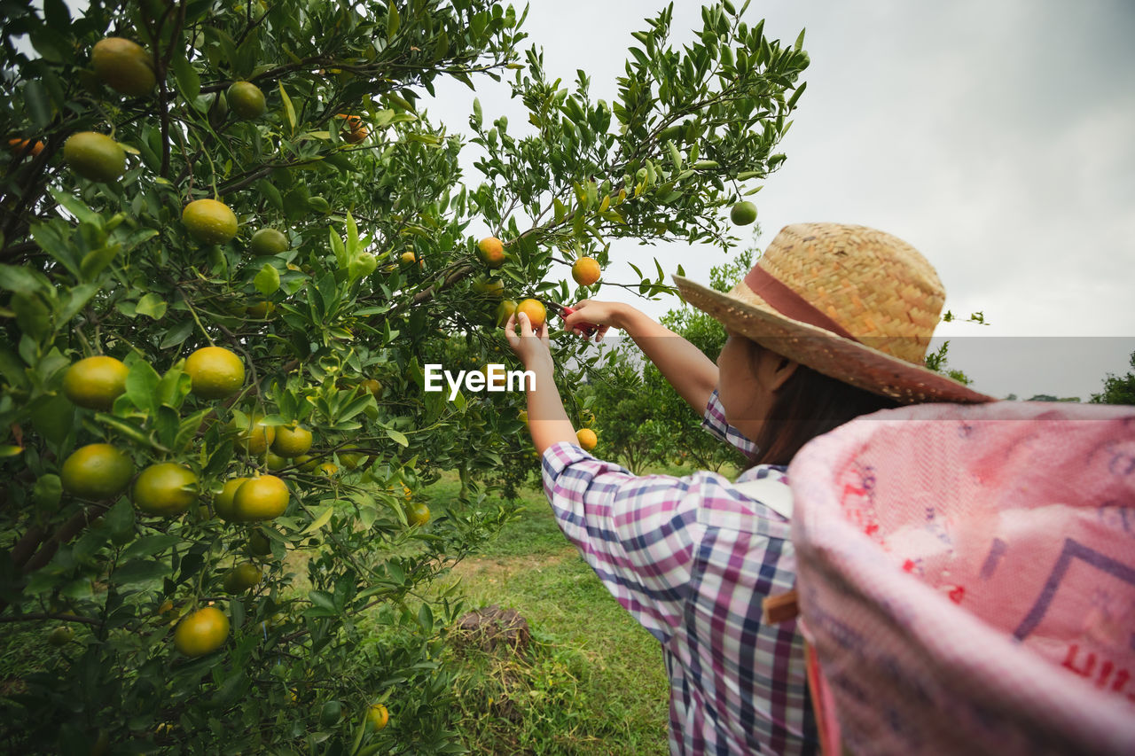 Woman holding orange on tree at farm