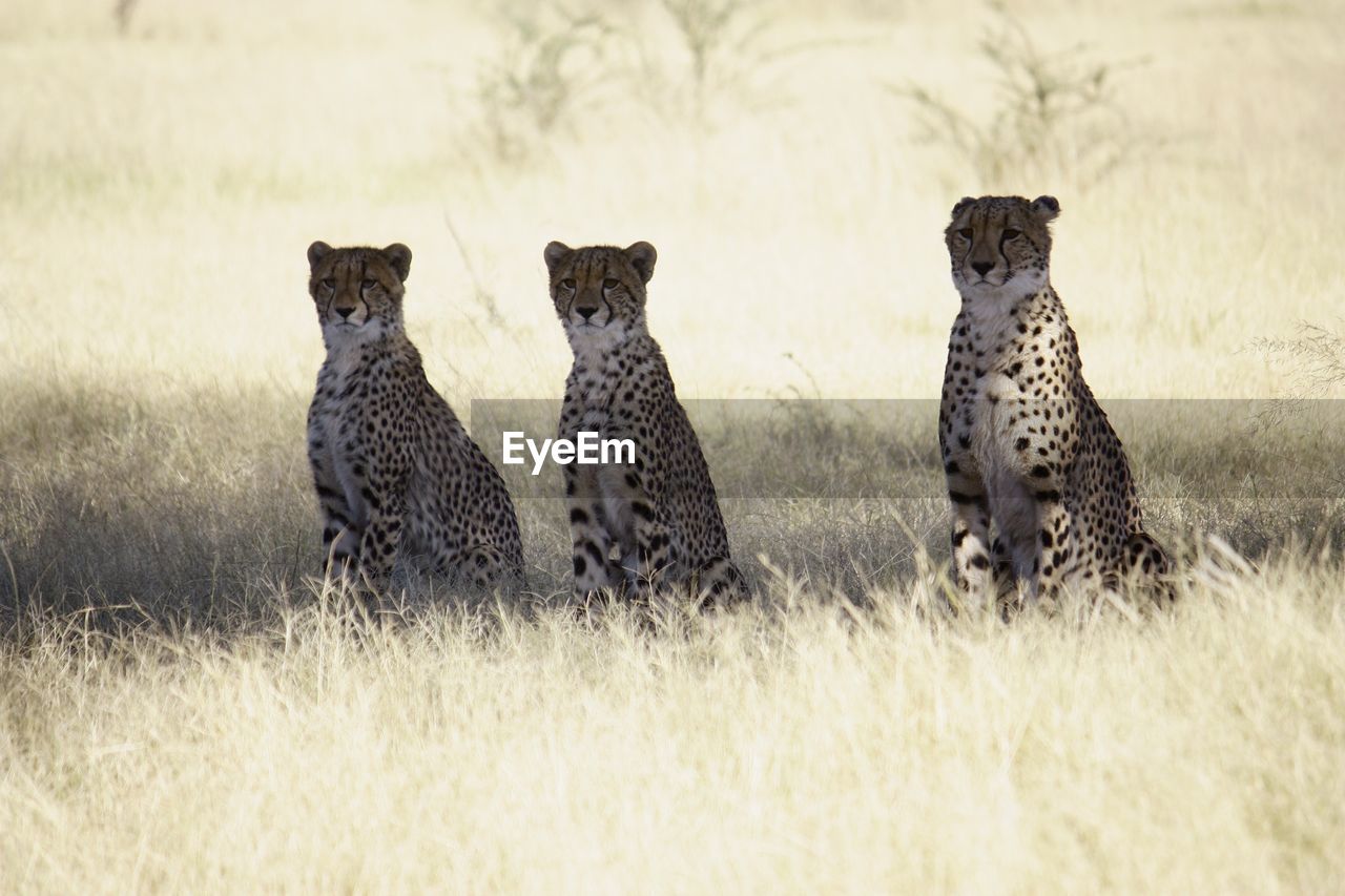 Leopards sitting on field during sunny day