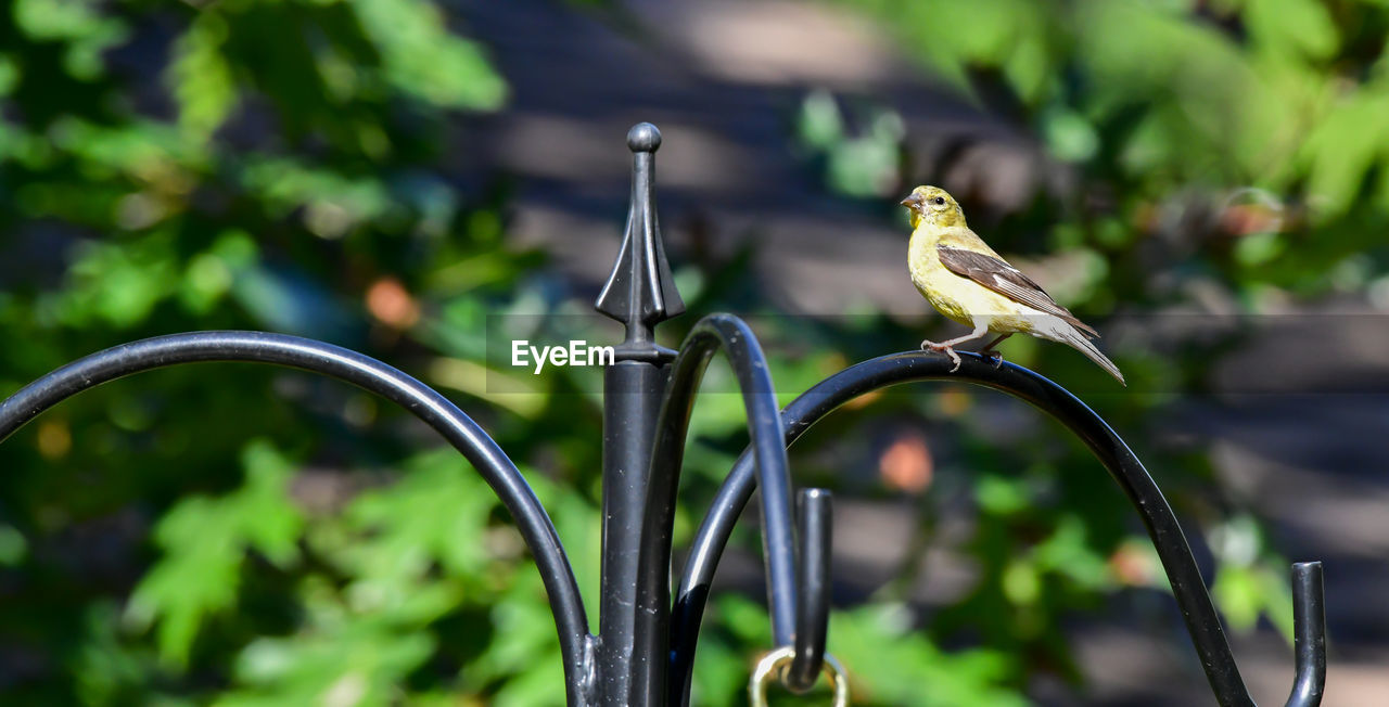 CLOSE-UP OF SPARROW PERCHING ON METAL