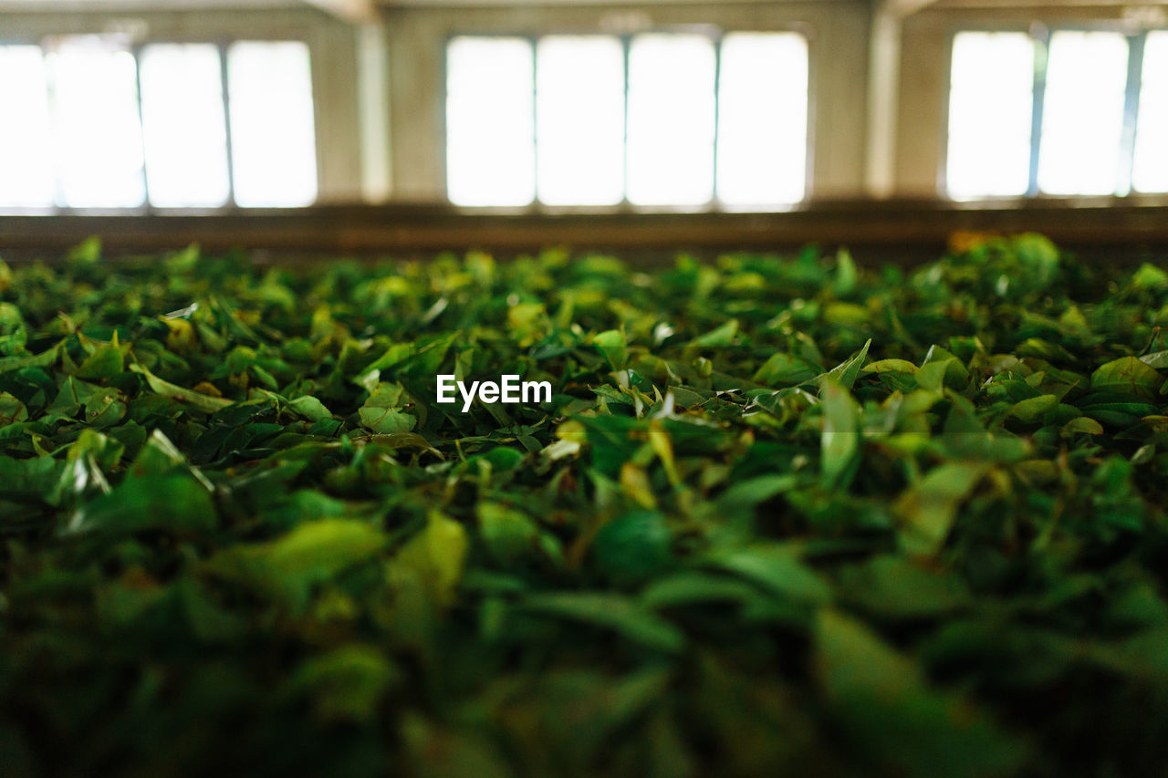 Close-up of plants growing on field tea plants 