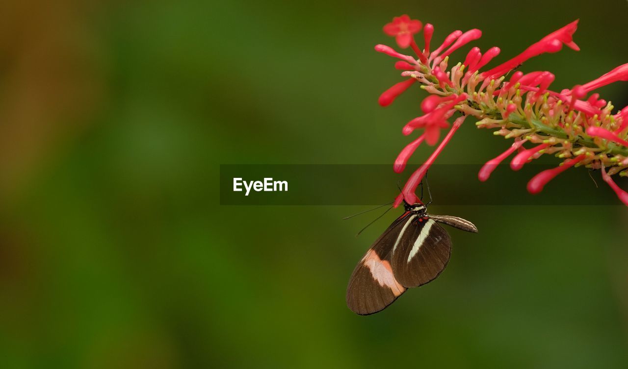 Close-up of butterfly pollinating on flower