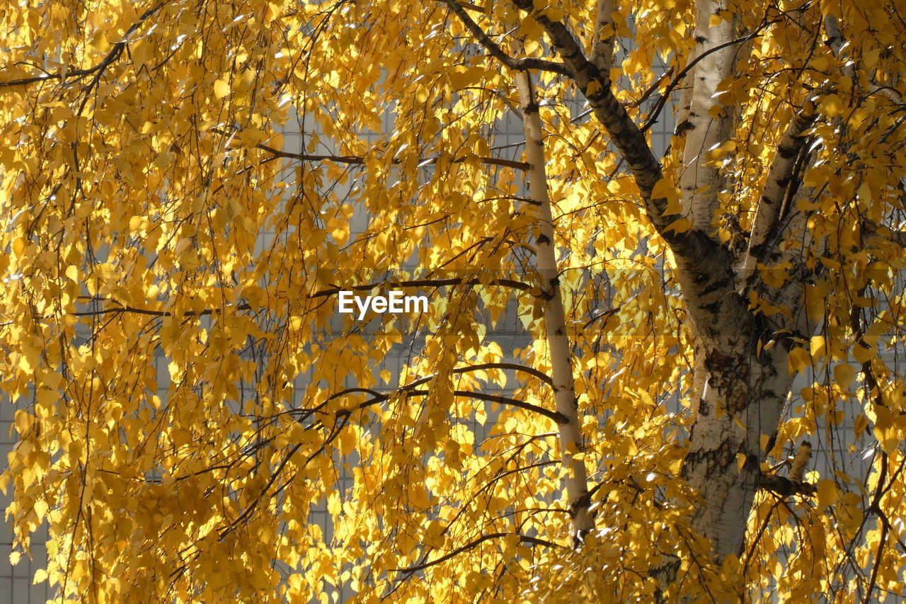 LOW ANGLE VIEW OF AUTUMNAL TREE IN FOREST