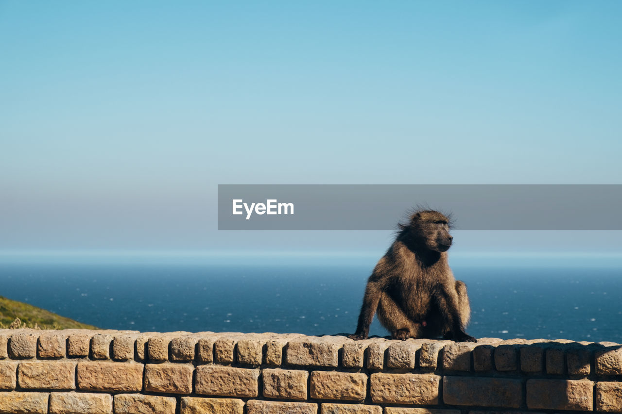 Baboon looking at the ocean - cape of good hope 
