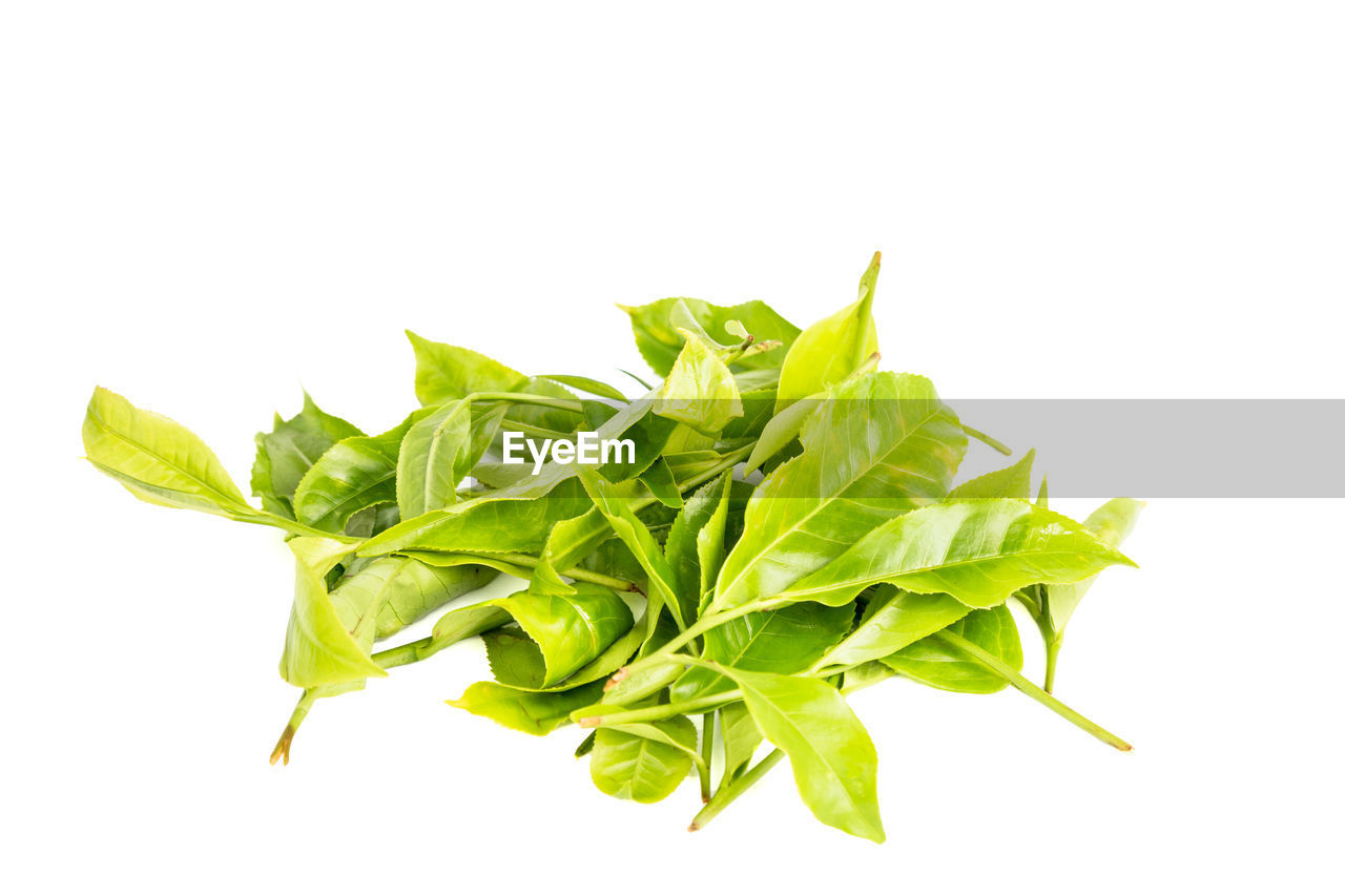 white background, studio shot, green color, plant part, leaf, food and drink, indoors, still life, healthy eating, freshness, close-up, food, vegetable, wellbeing, cut out, no people, raw food, copy space, nature, green, leaves