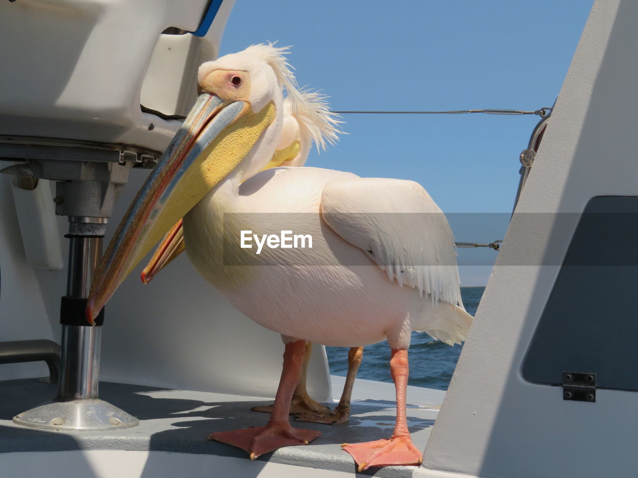 Low angle view of white pelican perching on boat