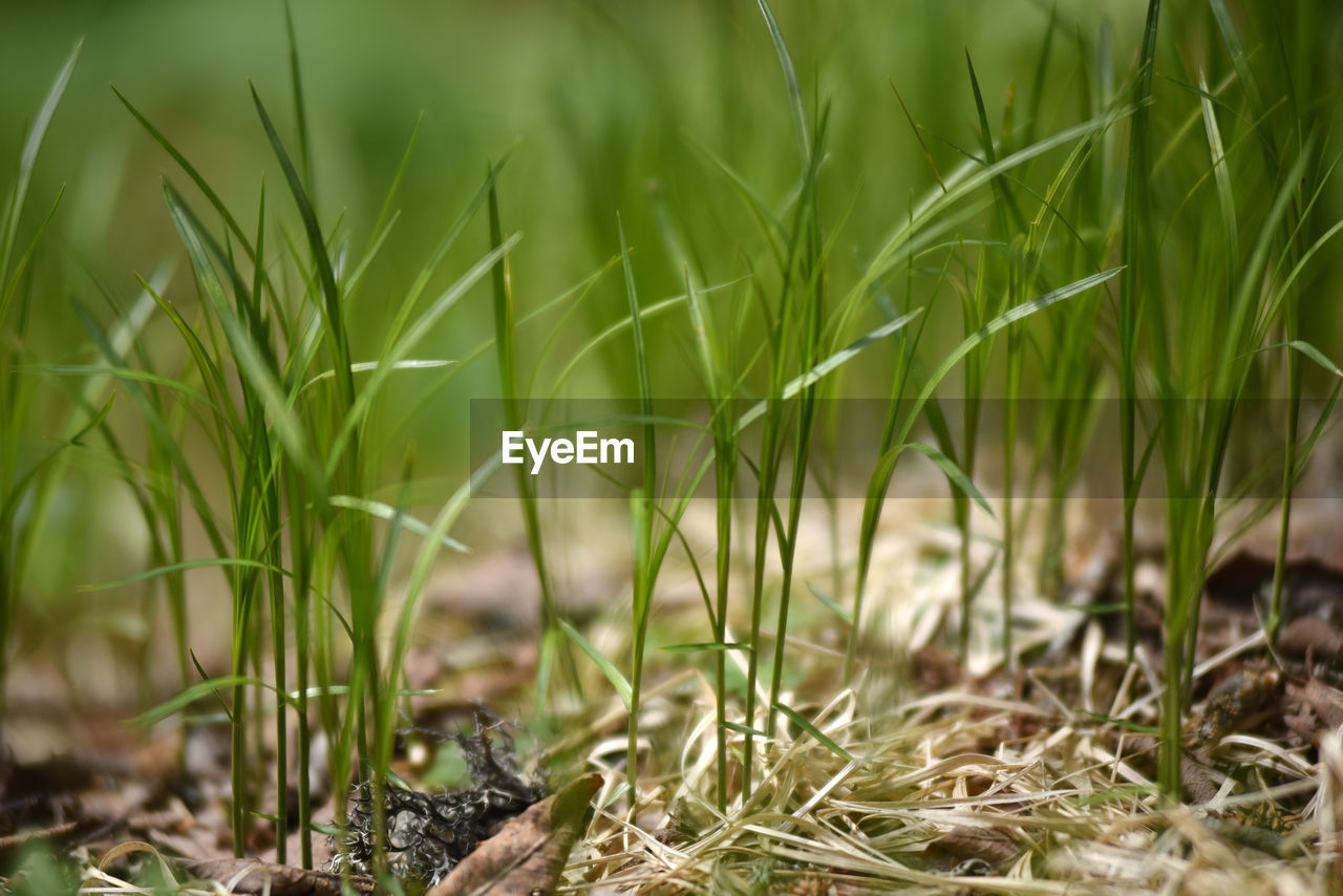 Close-up of grass on field