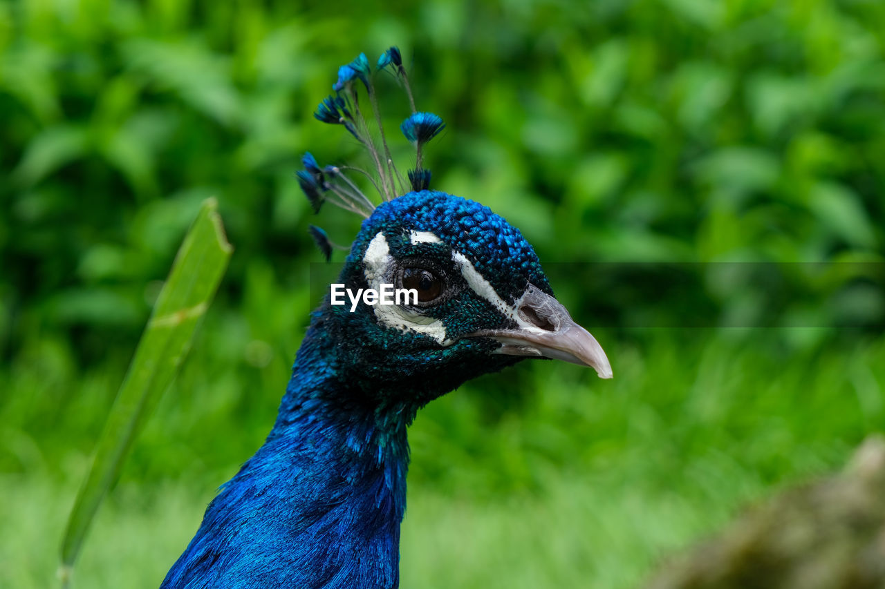 Peacock looking at me