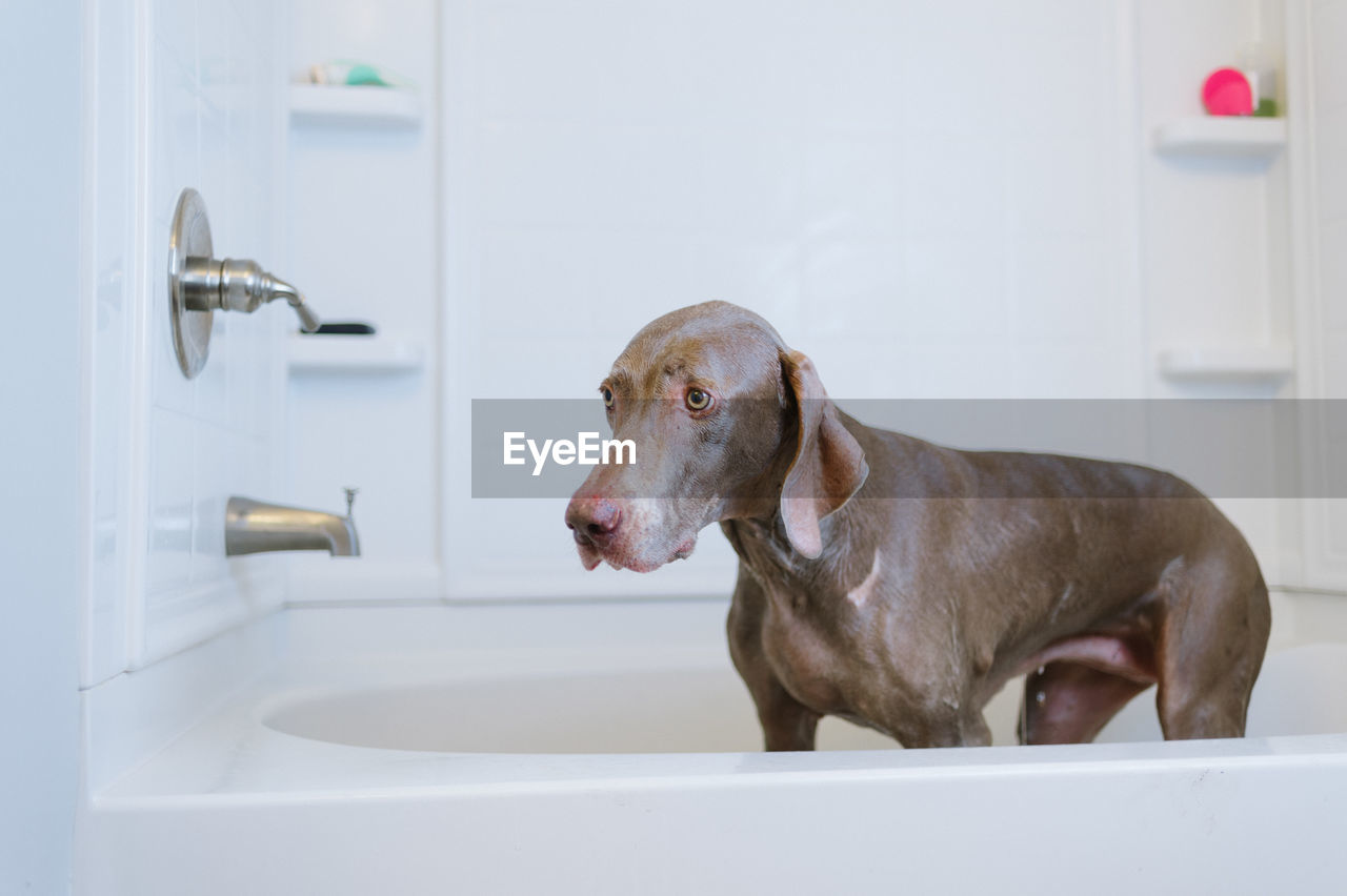 Close-up of dog in bathroom