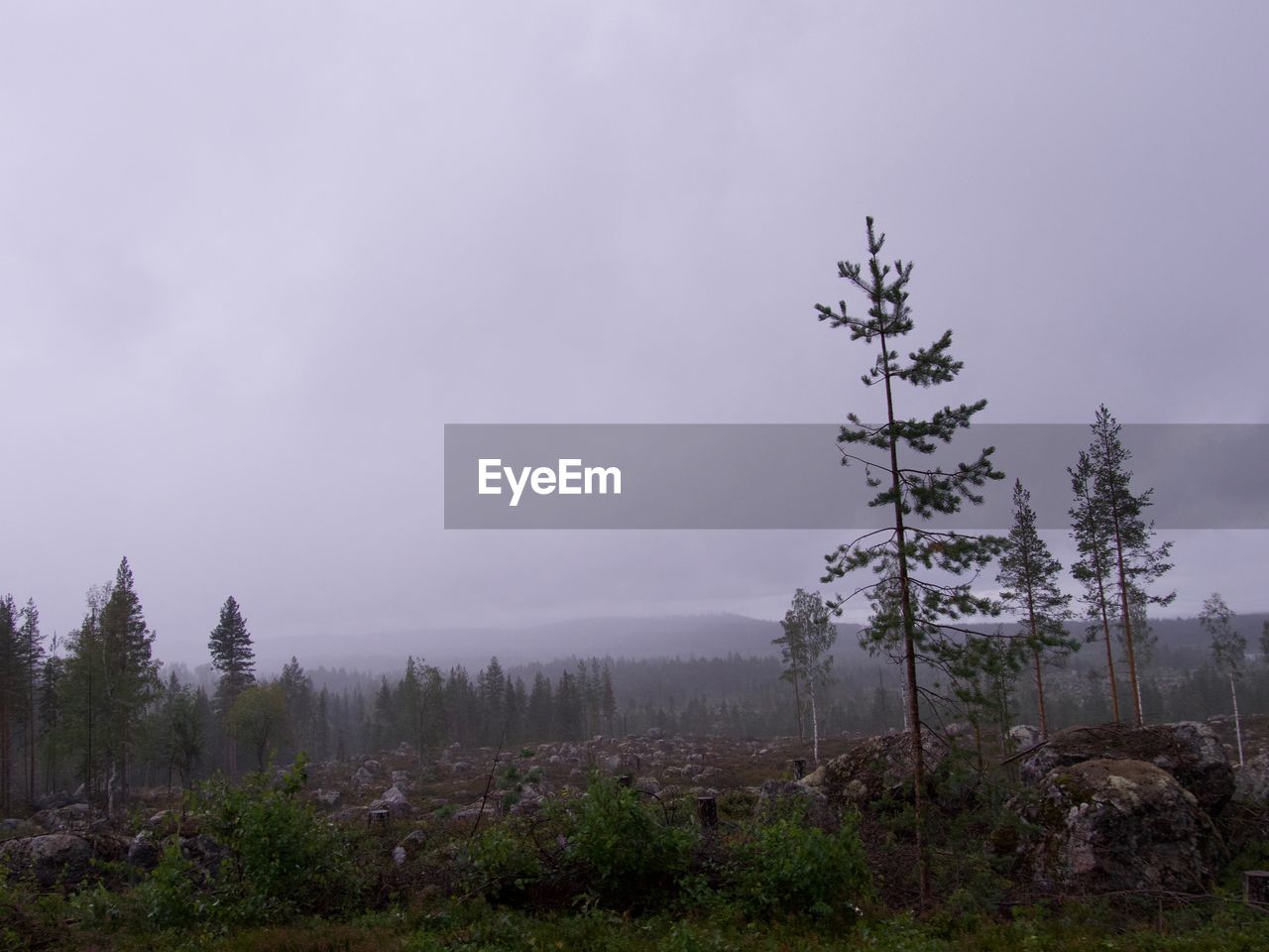 Trees on field against sky