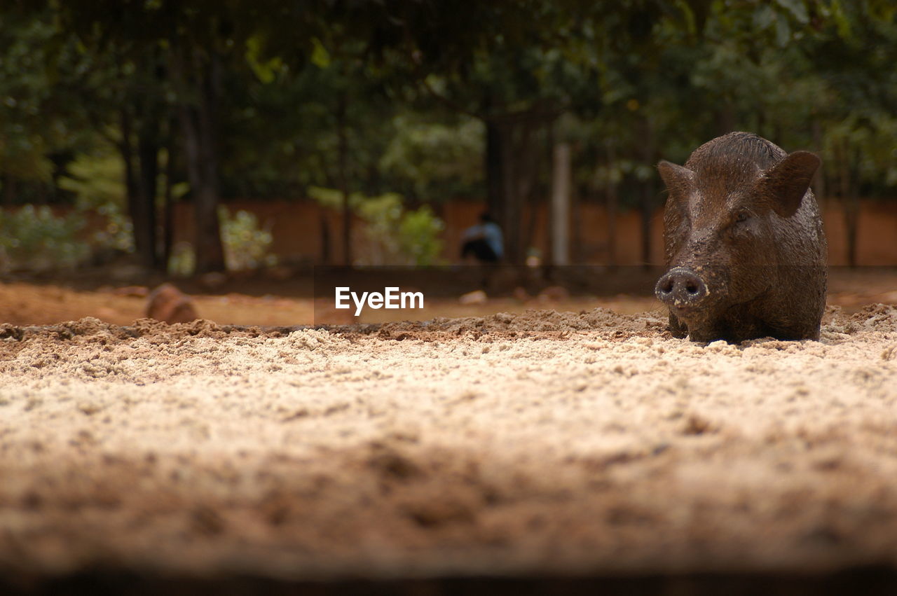 Wild boar standing on field