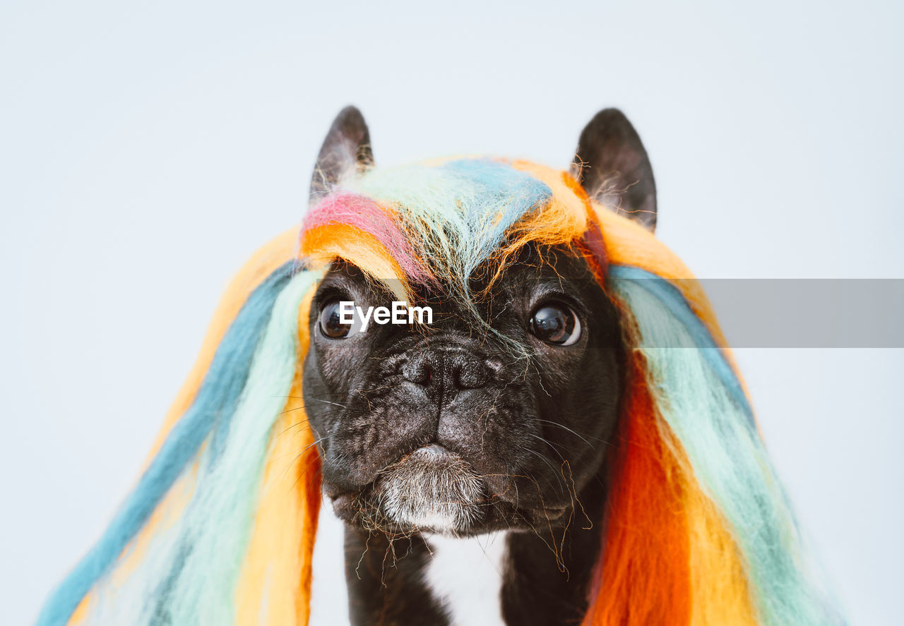 Close-up portrait of dog with colorful wig against white background
