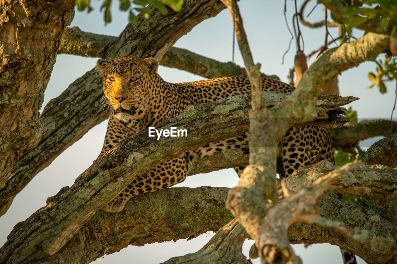 Leopard lying in tree behind tangled branches