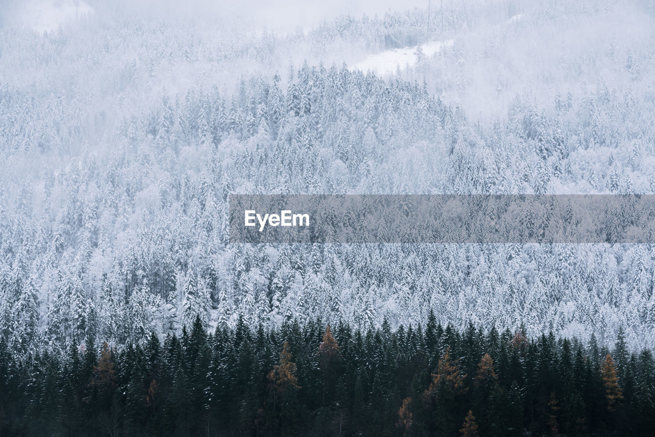 Aerial view of pine trees in forest during winter