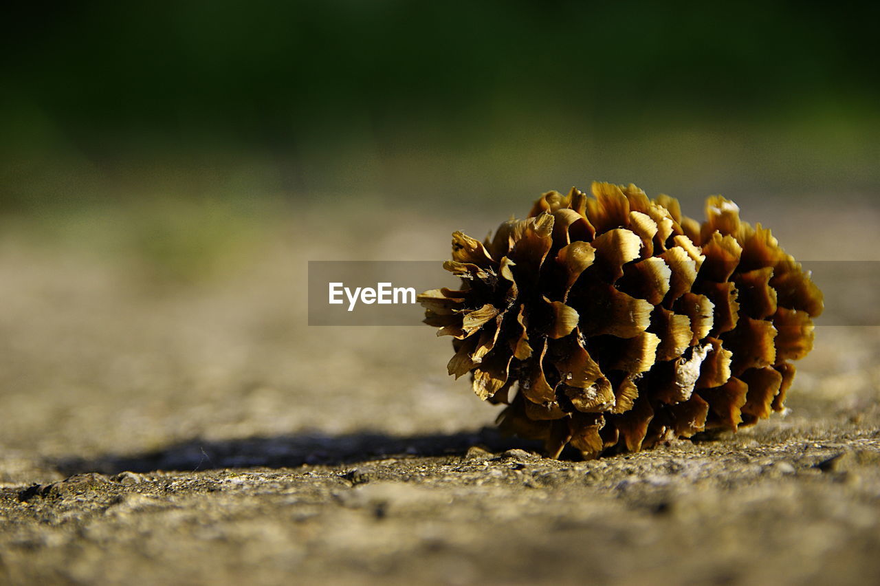 Close-up of pine cone on road