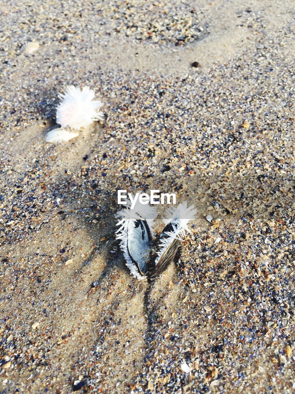 CLOSE-UP OF BIRD ON SAND