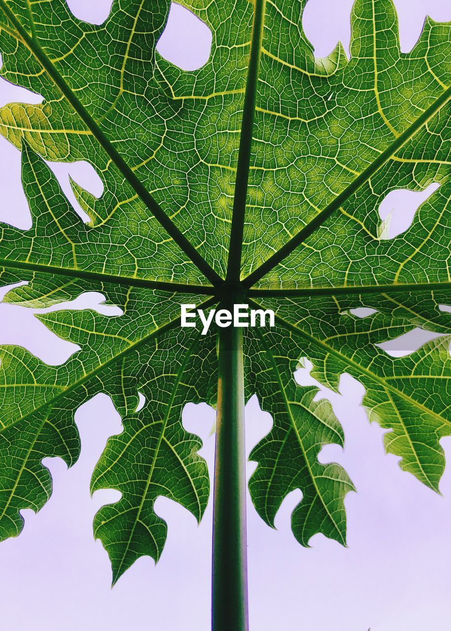 CLOSE-UP OF GREEN LEAVES