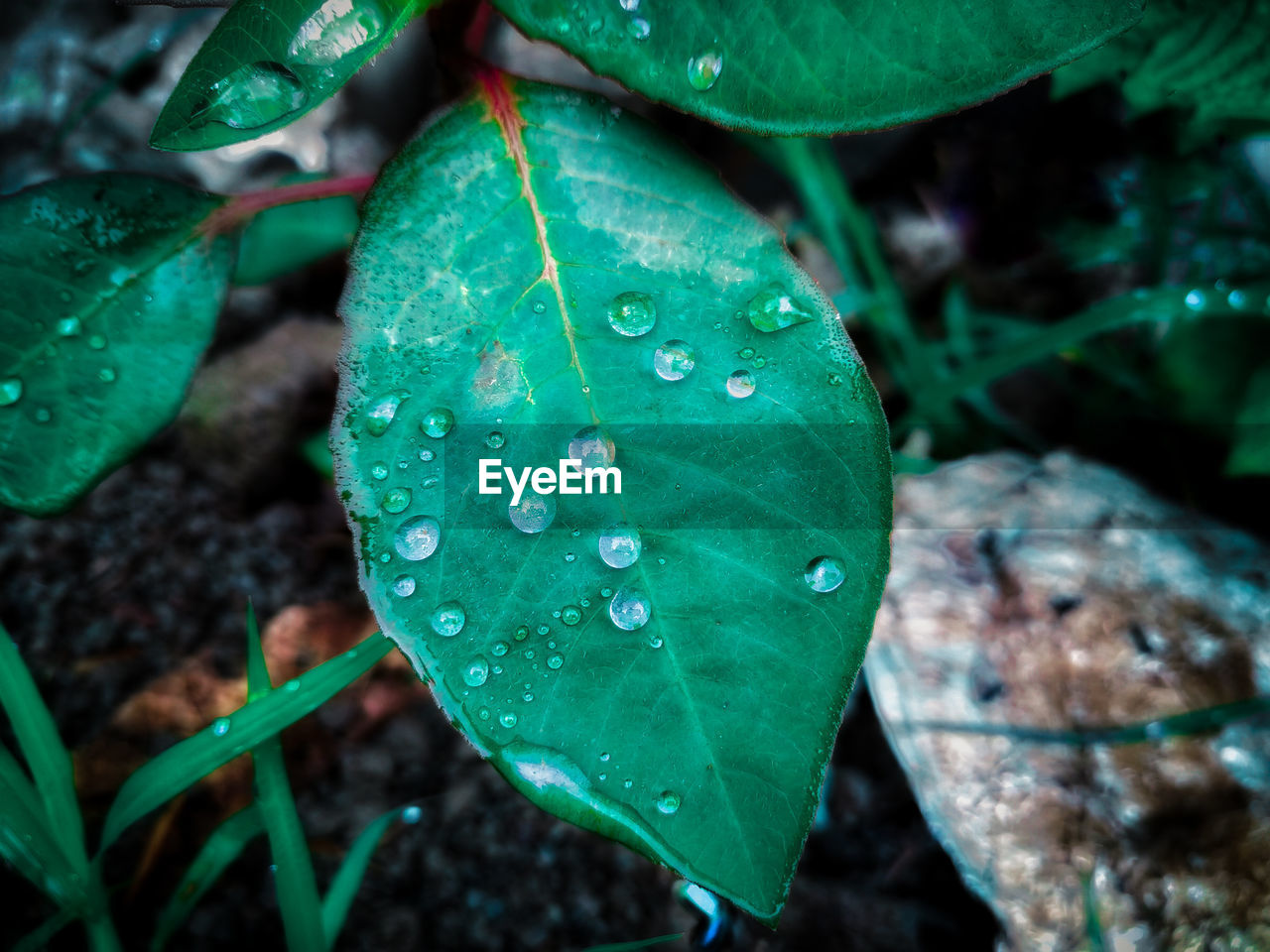 CLOSE-UP OF WATER DROPS ON LEAVES