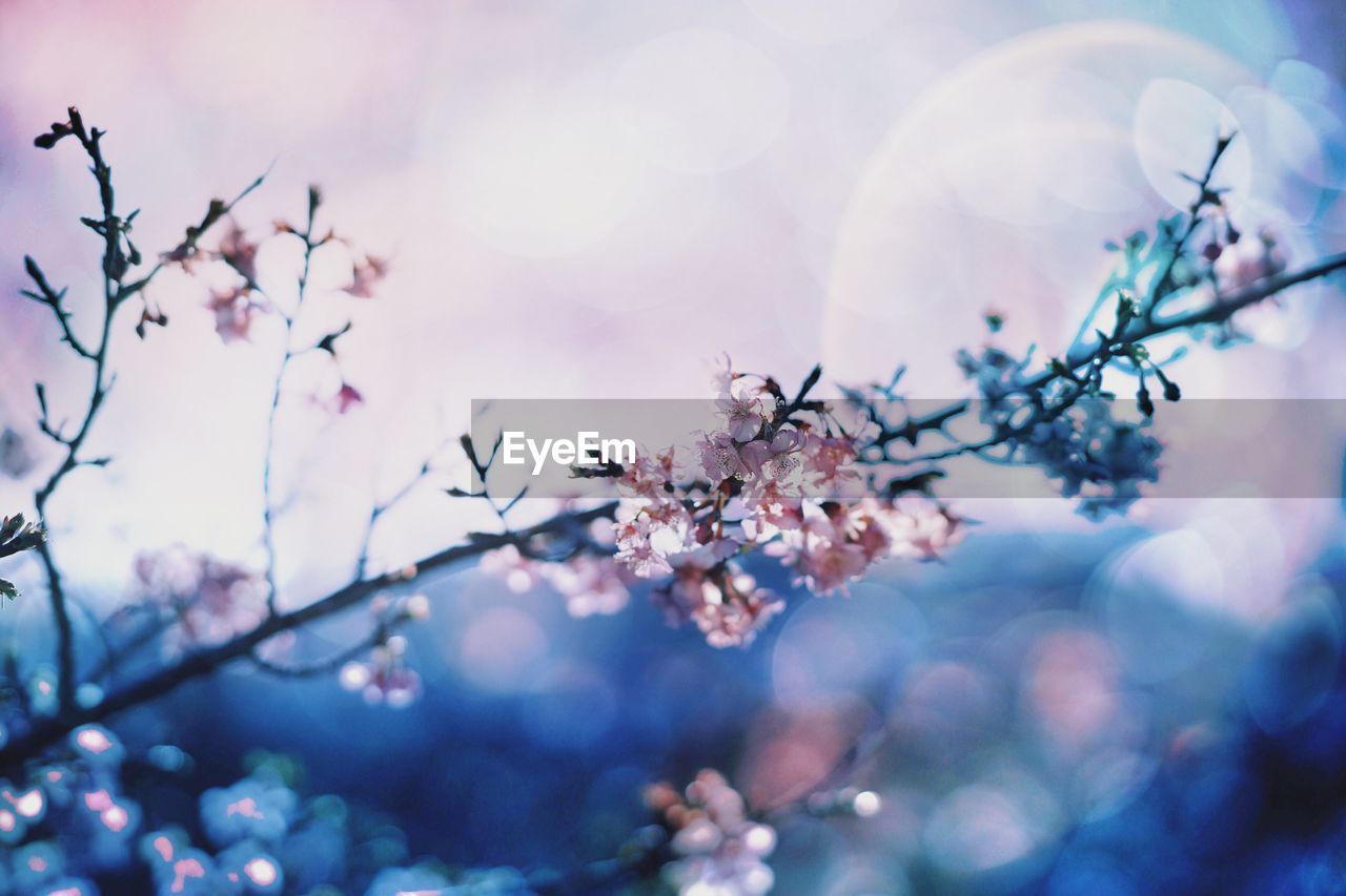 Low angle view of flowers on branch