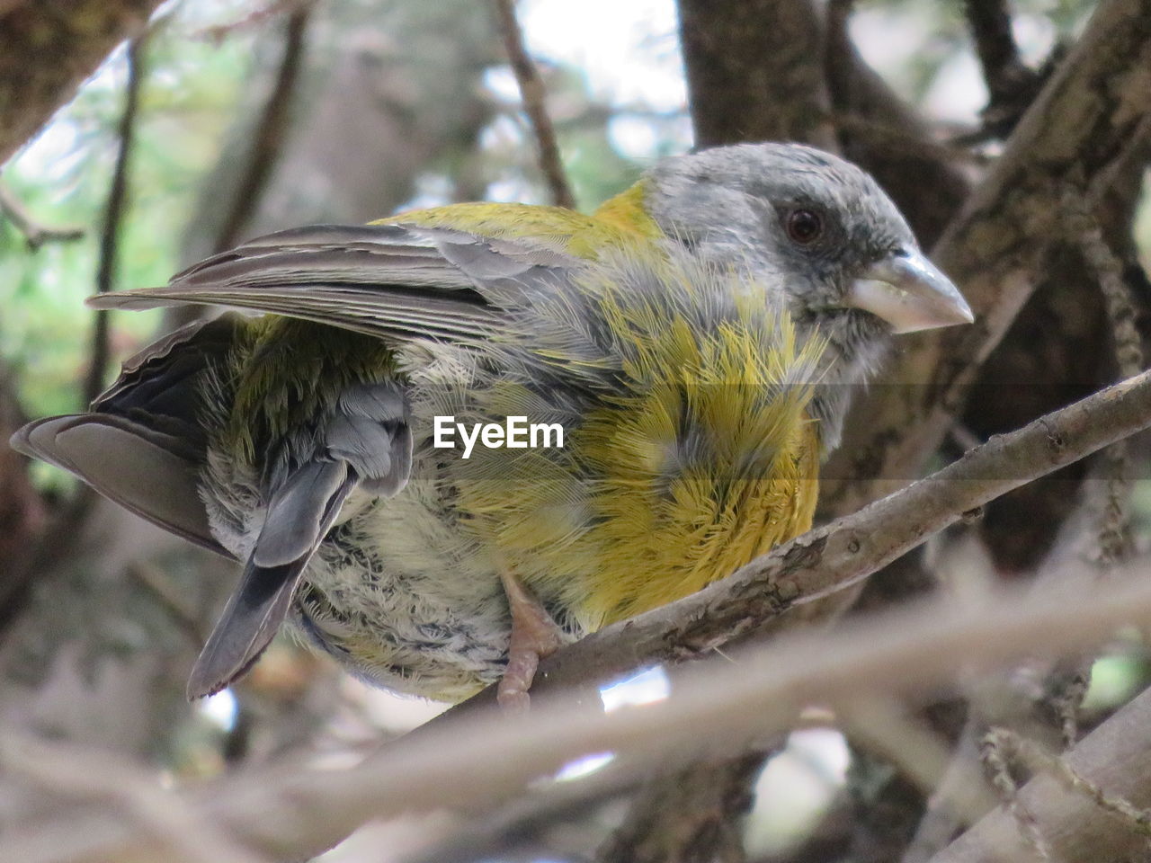 CLOSE-UP OF BIRDS PERCHING ON TREE