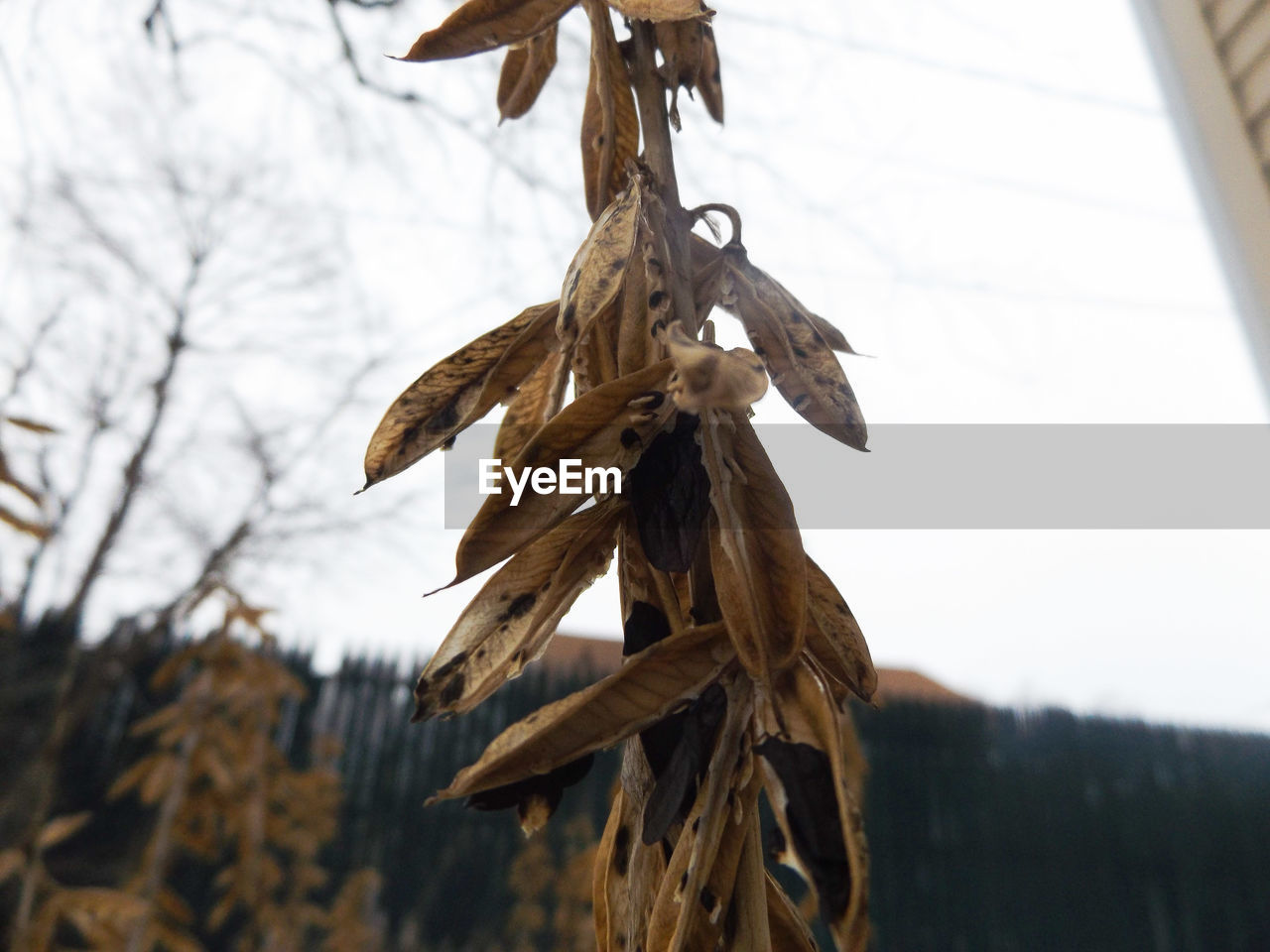 LOW ANGLE VIEW OF TREE AGAINST SKY