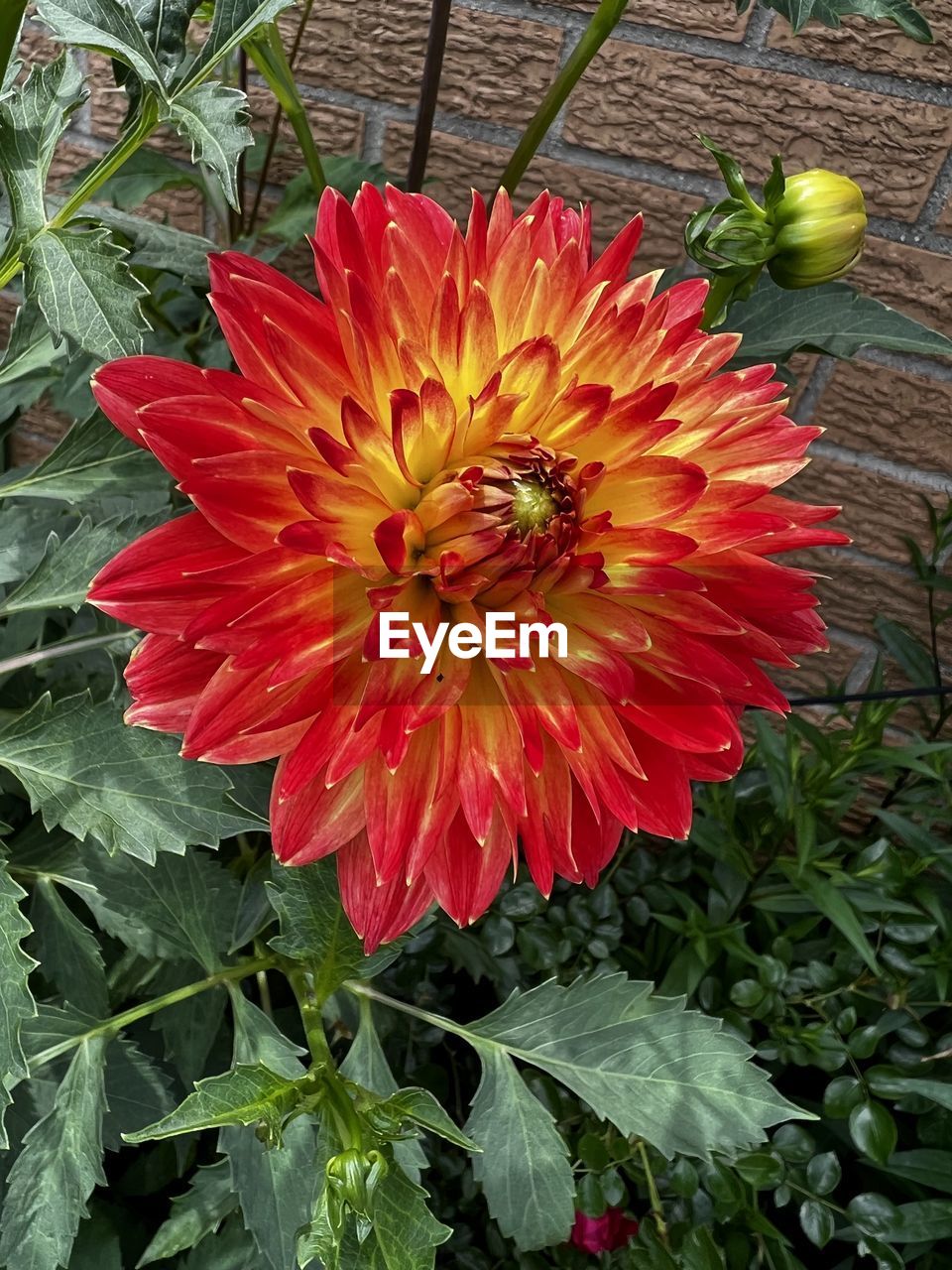 flower, flowering plant, plant, freshness, petal, beauty in nature, growth, fragility, flower head, inflorescence, close-up, nature, dahlia, leaf, plant part, no people, day, pollen, high angle view, red, outdoors, green, botany