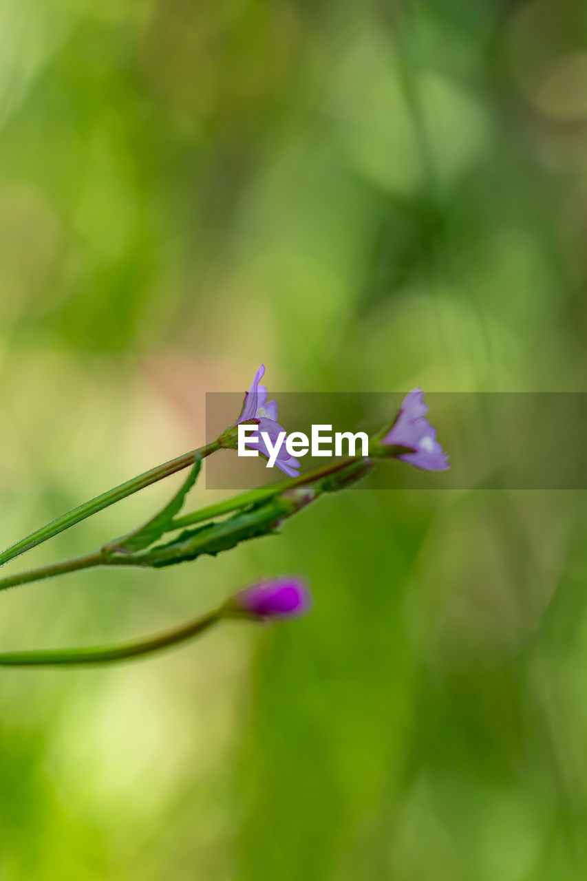 plant, flower, flowering plant, beauty in nature, green, freshness, fragility, close-up, nature, growth, petal, purple, macro photography, leaf, no people, focus on foreground, springtime, selective focus, flower head, day, plant stem, inflorescence, outdoors, grass, wildflower, plant part, blossom