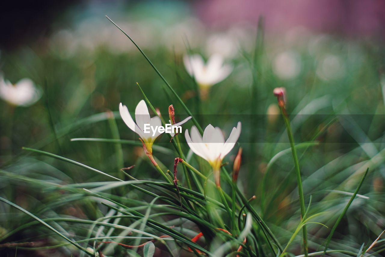 Close-up of white crocus flowers on field