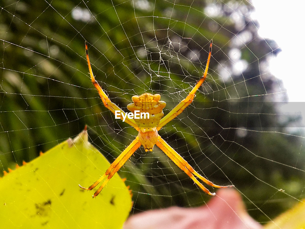 CLOSE-UP OF SPIDER AND WEB