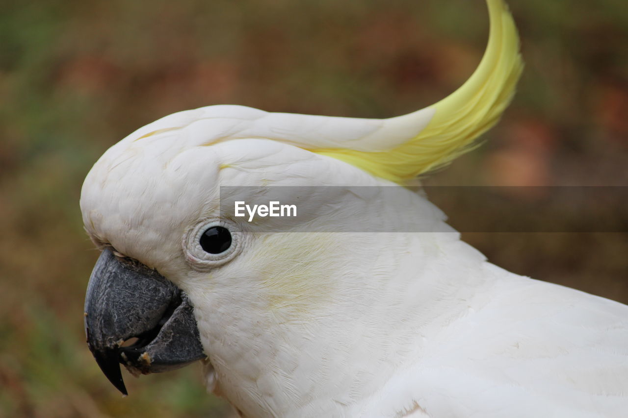 Close-up of a bird