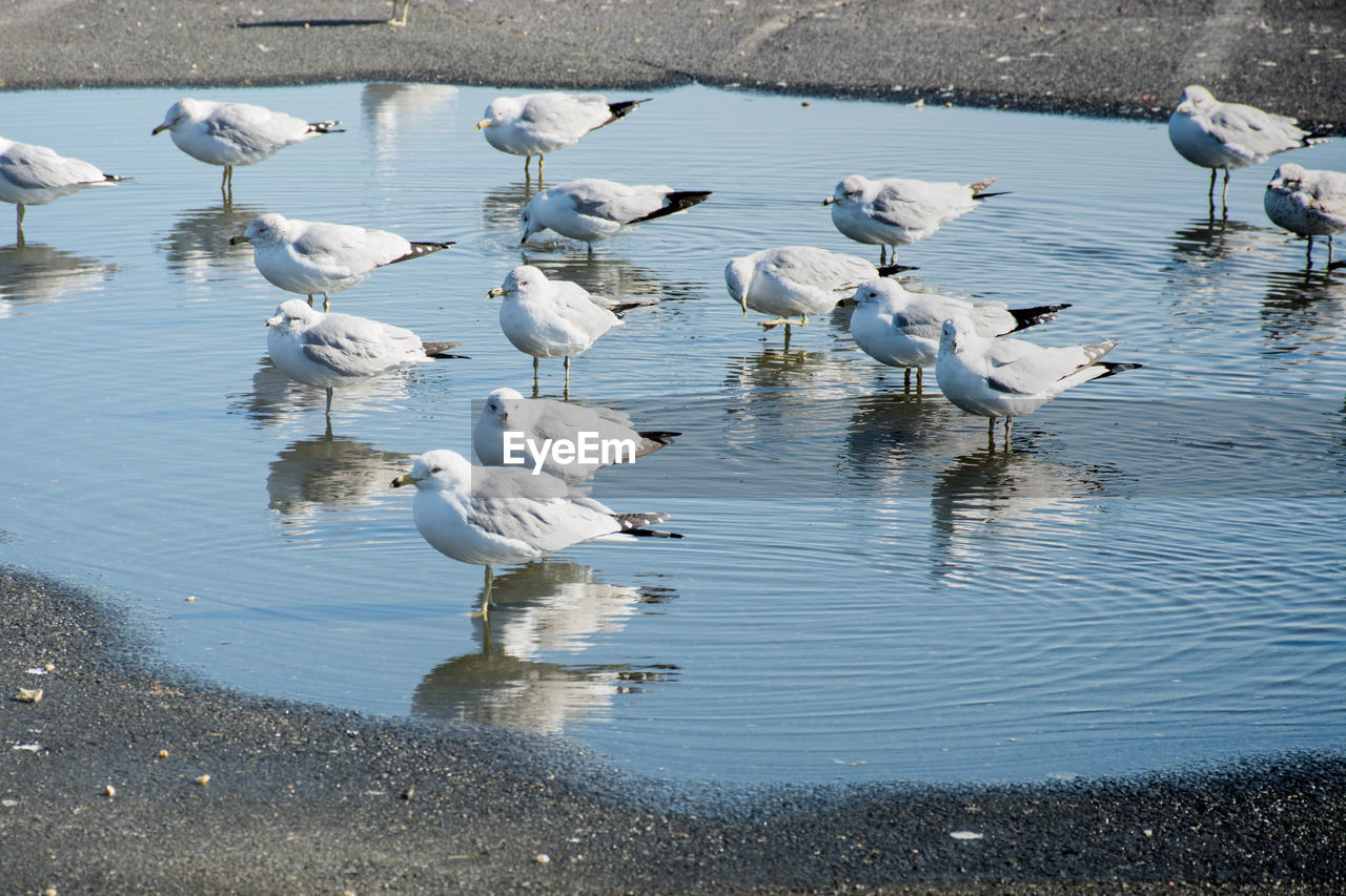 HIGH ANGLE VIEW OF WHITE SWANS IN LAKE