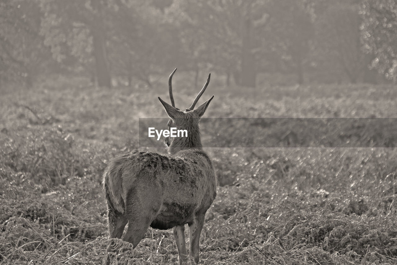 Deer standing on field at forest