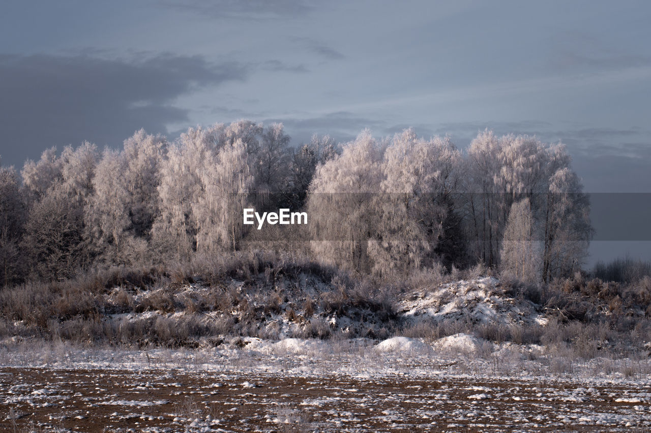 Scenic view of frozen trees against sky in winter 