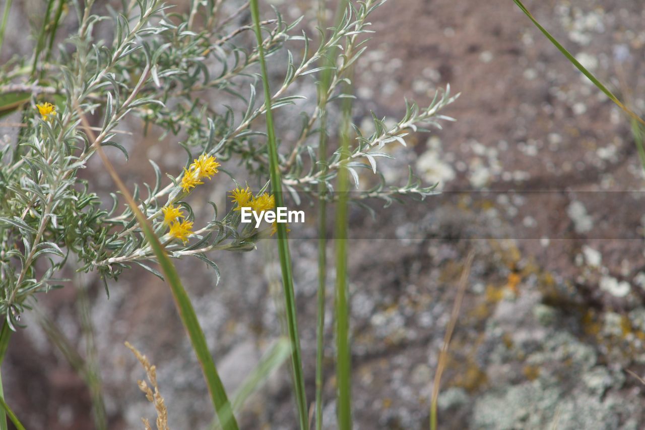 CLOSE-UP OF YELLOW FLOWERS