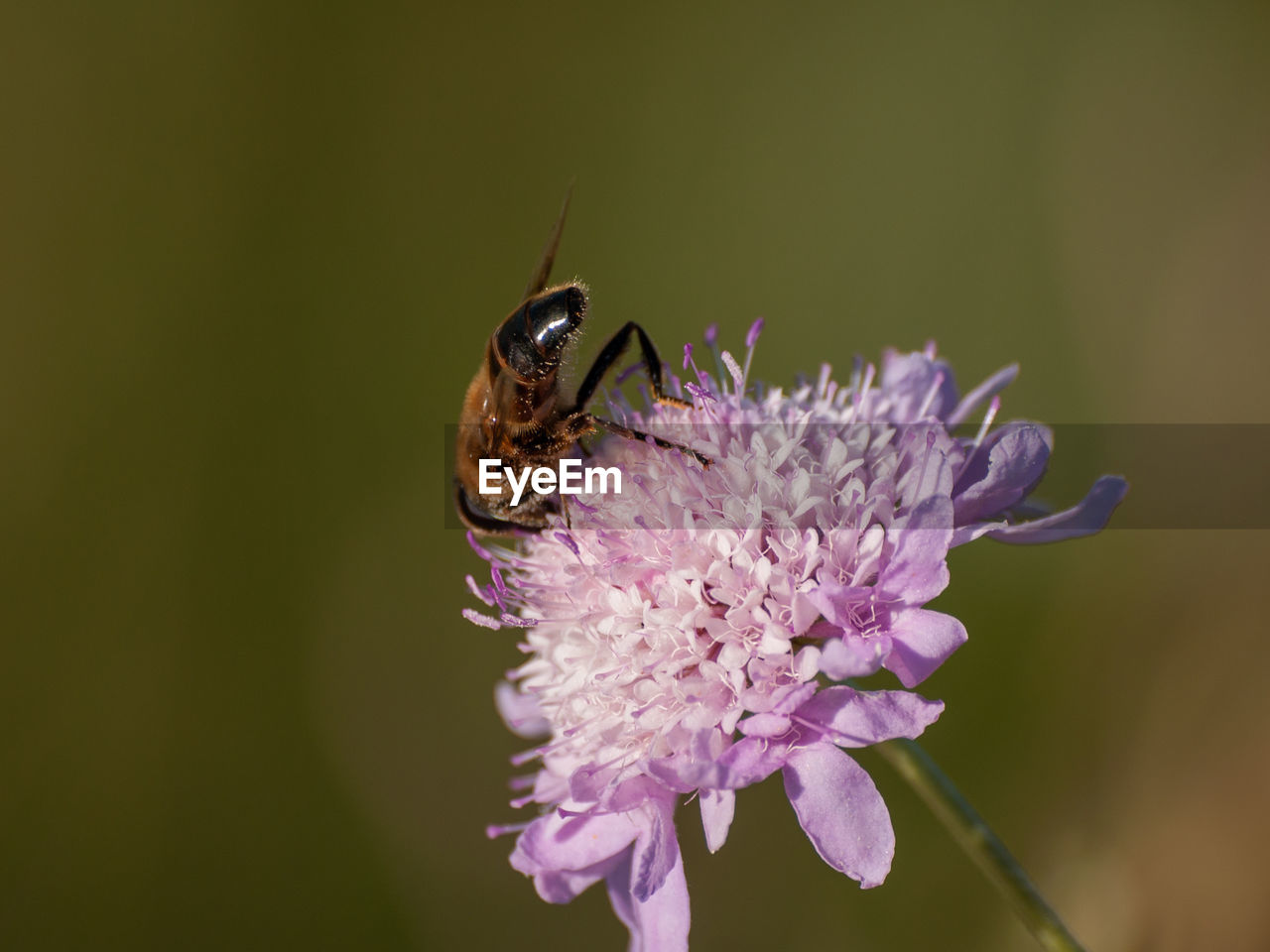 CLOSE-UP OF BEE POLLINATING ON FLOWER